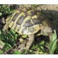 Griechische Landschildkröte - männlich