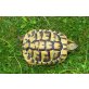 Griechische Landschildkröte - männlich