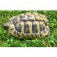 Griechische Landschildkröte - männlich