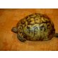 Griechische Landschildkröte - männlich