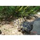 Griechische Landschildkröte - männlich
