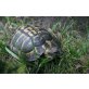 Griechische Landschildkröte - männlich