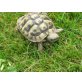 Griechische Landschildkröte - männlich