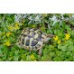 Griechische Landschildkröte - männlich