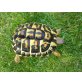 Griechische Landschildkröte - männlich
