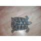 Griechische Landschildkröte - männlich