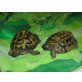 Griechische Landschildkröte - männlich