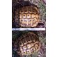 Griechische Landschildkröte - männlich