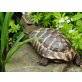 Griechische Landschildkröte - männlich