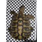 Griechische Landschildkröte - männlich