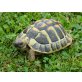 Griechische Landschildkröte - männlich