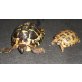 Griechische Landschildkröte - männlich