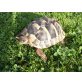 Griechische Landschildkröte - männlich