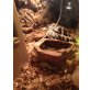 Griechische Landschildkröte - männlich