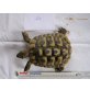 Griechische Landschildkröte - männlich