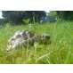 Griechische Landschildkröte - männlich