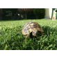 Griechische Landschildkröte - männlich