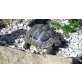 Griechische Landschildkröte - männlich