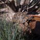Griechische Landschildkröte - männlich