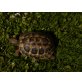 Griechische Landschildkröte - männlich