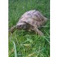 Griechische Landschildkröte - männlich
