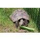 Griechische Landschildkröte - männlich