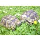 Griechische Landschildkröte - weiblich