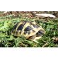 Griechische Landschildkröte - weiblich
