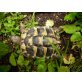 Griechische Landschildkröte - weiblich