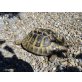 Griechische Landschildkröte - weiblich