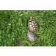 Griechische Landschildkröte - weiblich