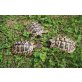 Griechische Landschildkröte - weiblich