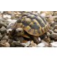 Griechische Landschildkröte - weiblich