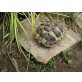 Griechische Landschildkröte - weiblich