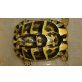 Griechische Landschildkröte - weiblich