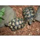 Griechische Landschildkröte - weiblich