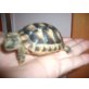 Griechische Landschildkröte - weiblich