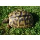 Griechische Landschildkröte - weiblich