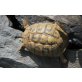 Griechische Landschildkröte - weiblich