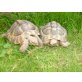 Griechische Landschildkröte - weiblich
