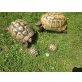 Griechische Landschildkröte - weiblich