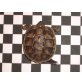 Griechische Landschildkröte - weiblich