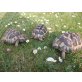 Griechische Landschildkröte - weiblich