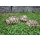 Griechische Landschildkröte - weiblich