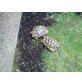 Griechische Landschildkröte - weiblich