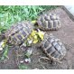 Griechische Landschildkröte - weiblich