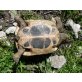 Griechische Landschildkröte - weiblich