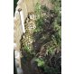Griechische Landschildkröte - weiblich