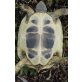 Griechische Landschildkröte - weiblich