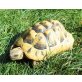 Griechische Landschildkröte - weiblich